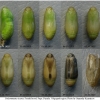 pol icarus pupa11 volg4